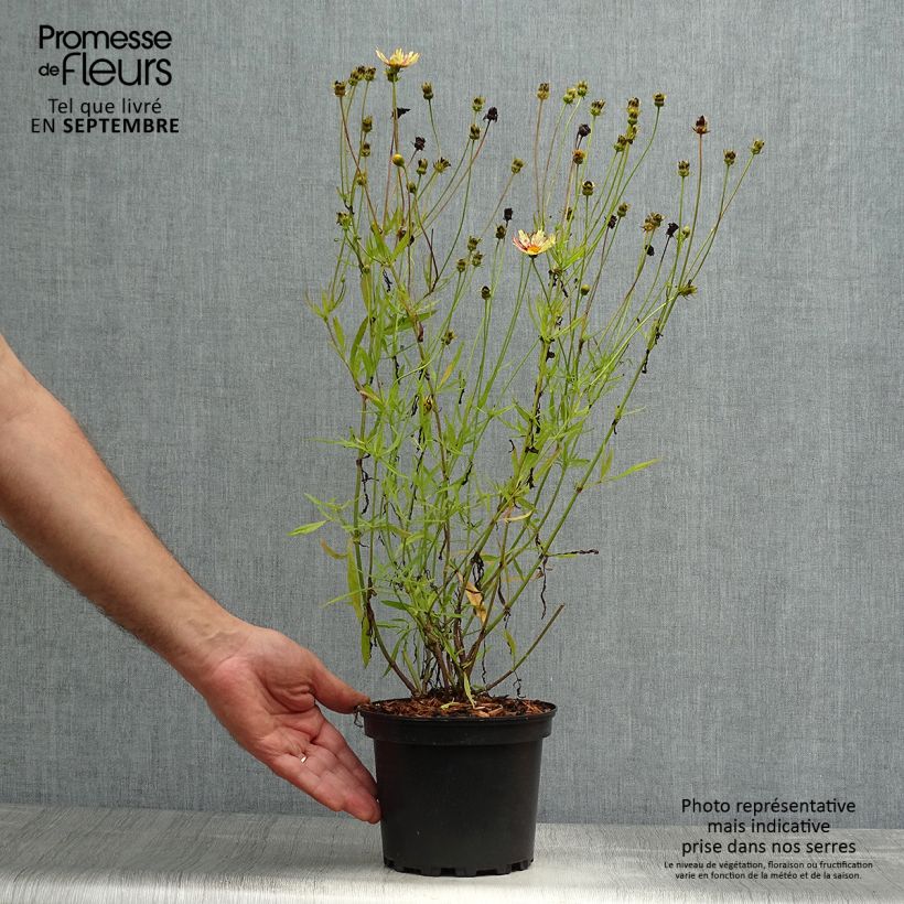 Coreopsis Redshift 2L/3L pot sample as delivered in autumn
