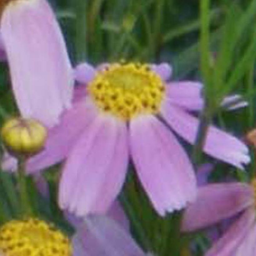 Coreopsis rosea American Dream (Flowering)