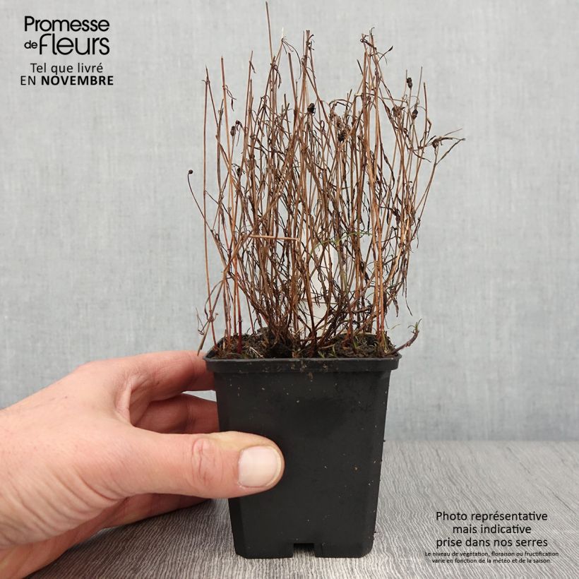 Coreopsis rosea American Dream 8/9 cm pot sample as delivered in autumn