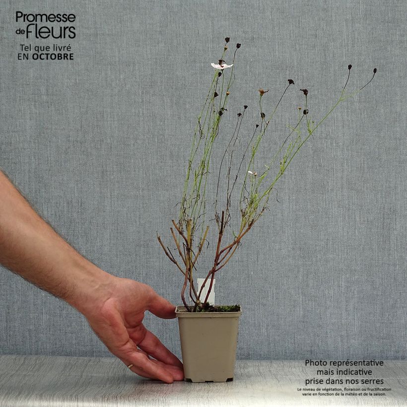 Coreopsis rosea Sweet Dreams 8/9 cm pot sample as delivered in autumn