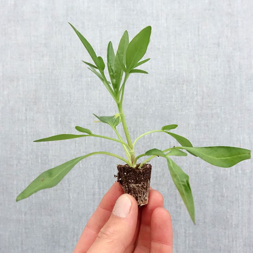 Coreopsis Uptick Red - Tickseed Plug plant 3/4cm sample as delivered in spring
