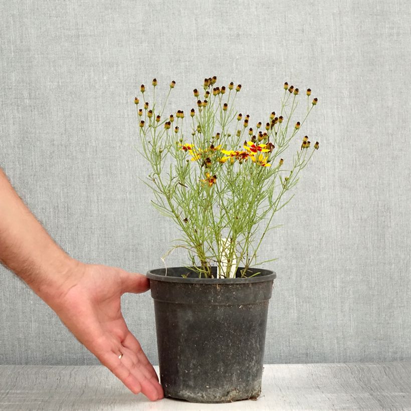 Coreopsis verticillata Curry Up 2L/3L pot sample as delivered in summer