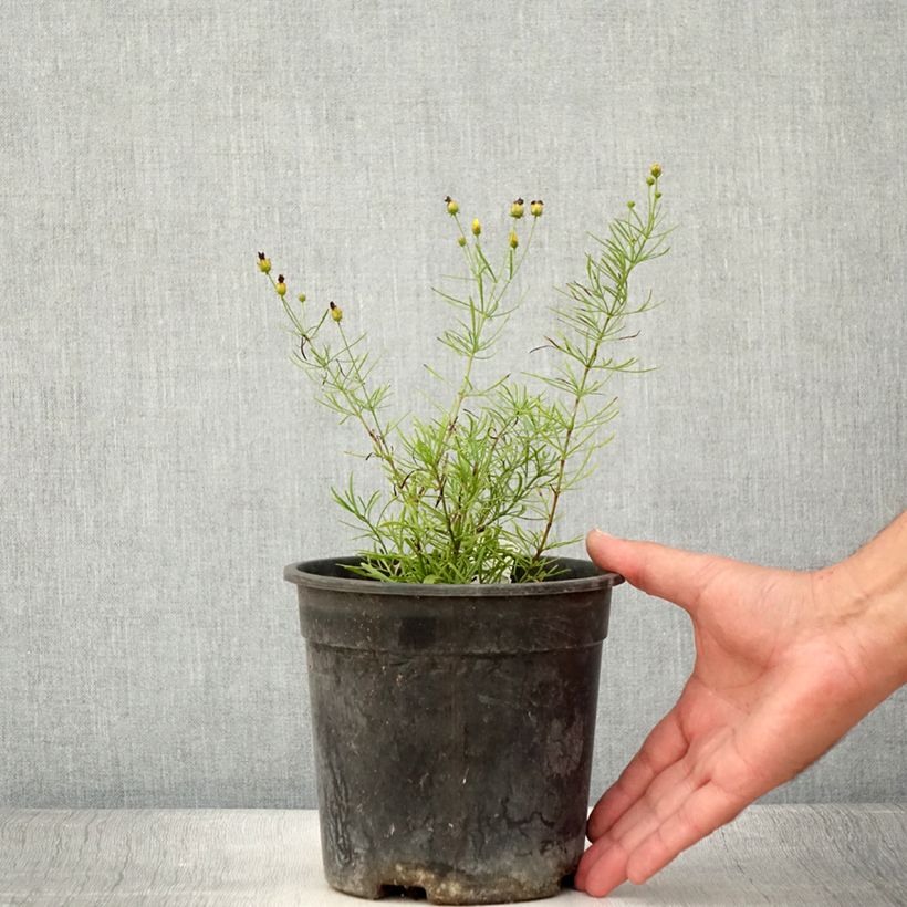 Coreopsis verticilla Sassy Saffron 2L/3L pot sample as delivered in summer