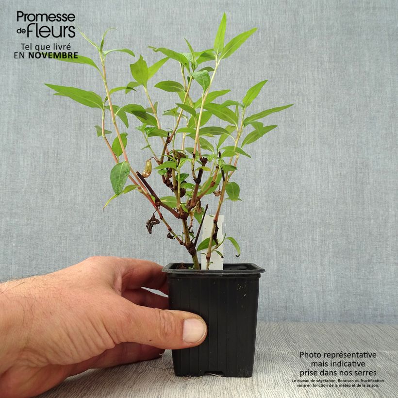 Vietnamese Coriander - Persicaria odorata 8/9 cm pot sample as delivered in autumn