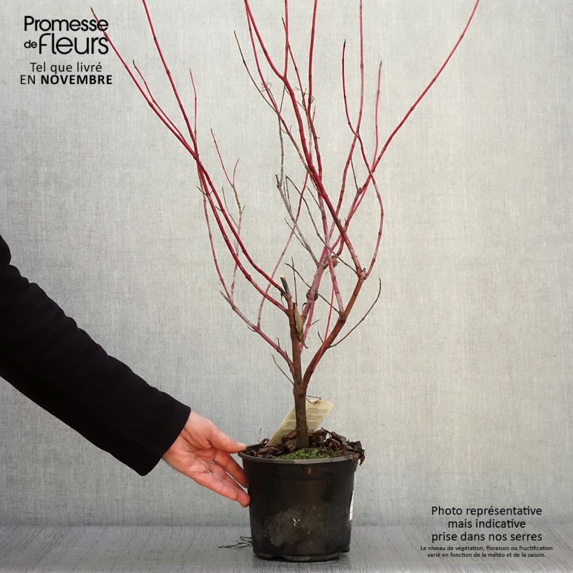 Cornus alba 2L/3L pot sample as delivered in autumn