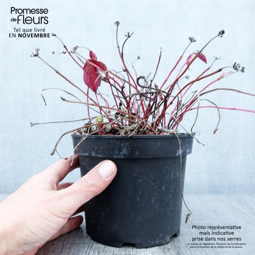 Cornus canadensis - Flowering Dogwood 2L/3L pot sample as delivered in autumn
