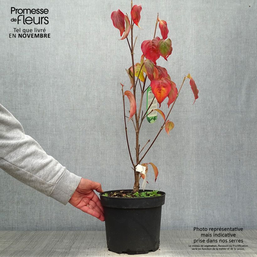 Cornus kousa Schmetterling - Flowering Dogwood 4L/5L pot sample as delivered in autumn