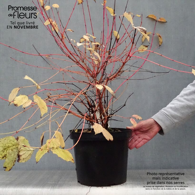 Cornus sanguinea Annys Winter Orange - Common Dogwood 7.5L/10L pot sample as delivered in autumn