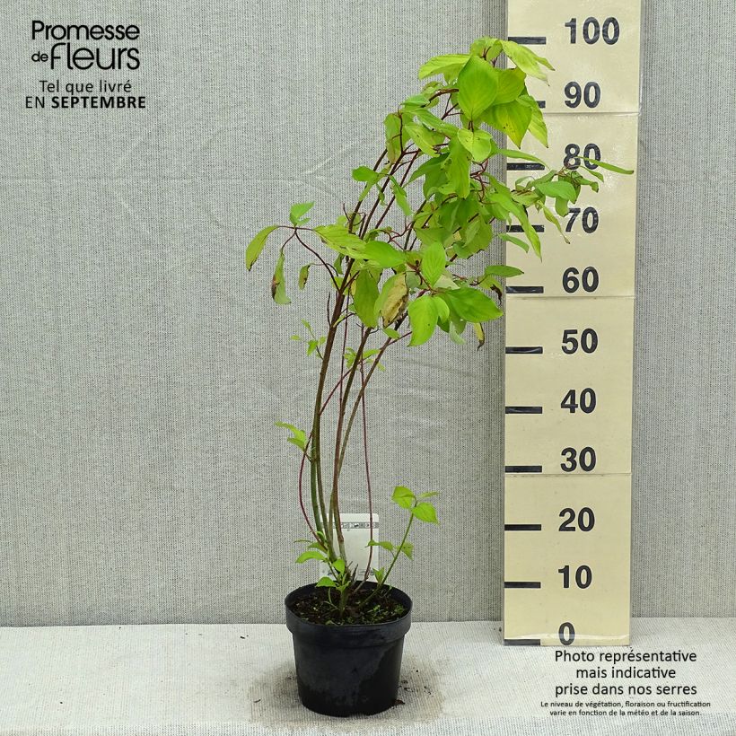 Cornus alba Aurea - White Dogwood 2L/3L pot sample as delivered in summer