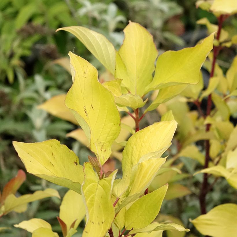 Cornus alba Aurea - White Dogwood (Foliage)