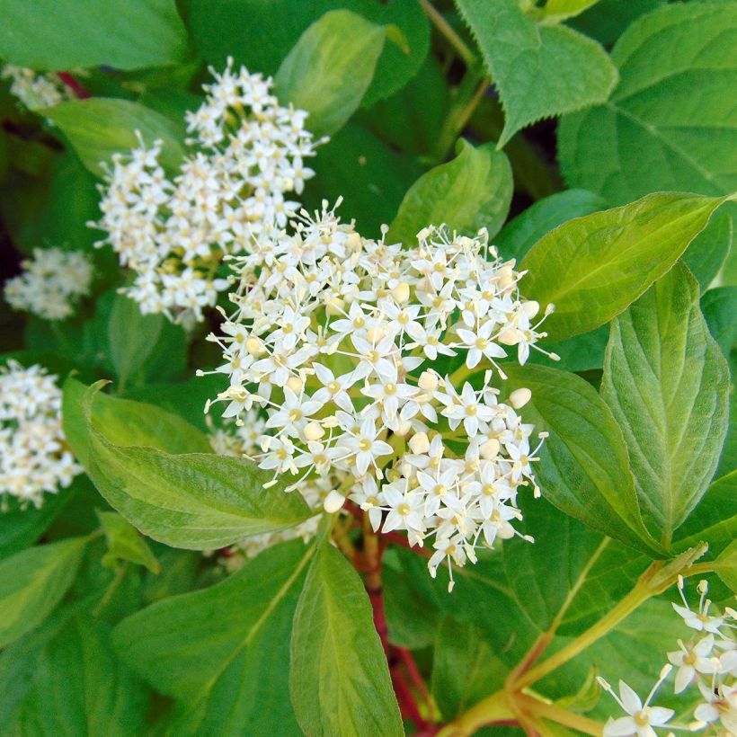 Cornus alba Baton Rouge - Red Dogwood (Flowering)