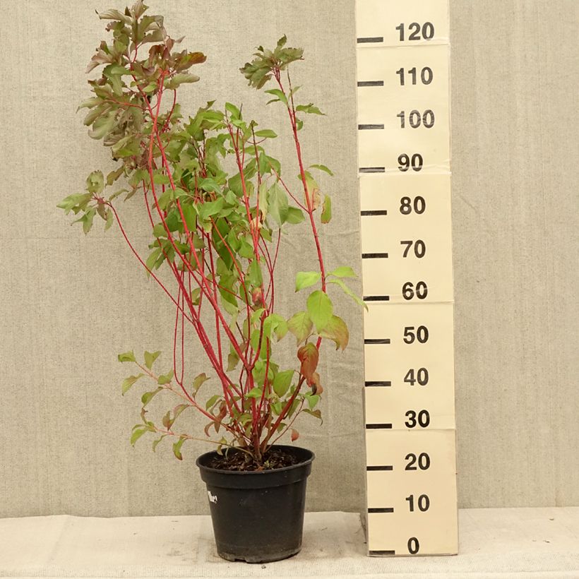 Cornus alba Baton Rouge - Red Dogwood 4L/5L potShipped height around 60/+cm sample as delivered in summer
