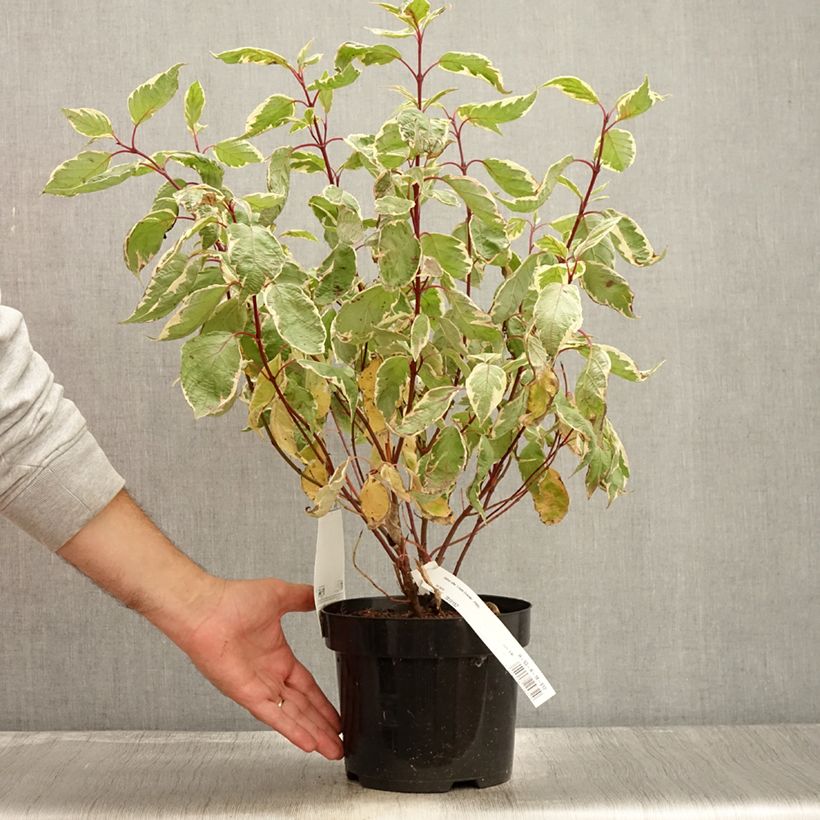 Cornus alba Cream Cracker - White Dogwood 2L/3L pot sample as delivered in autumn