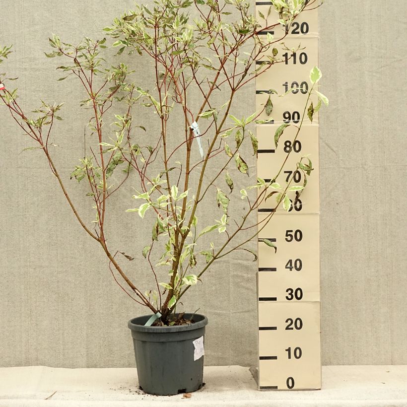 Cornus alba Elegantissima - White Dogwood 7.5L/10L potShipped height around 100/180cm sample as delivered in summer