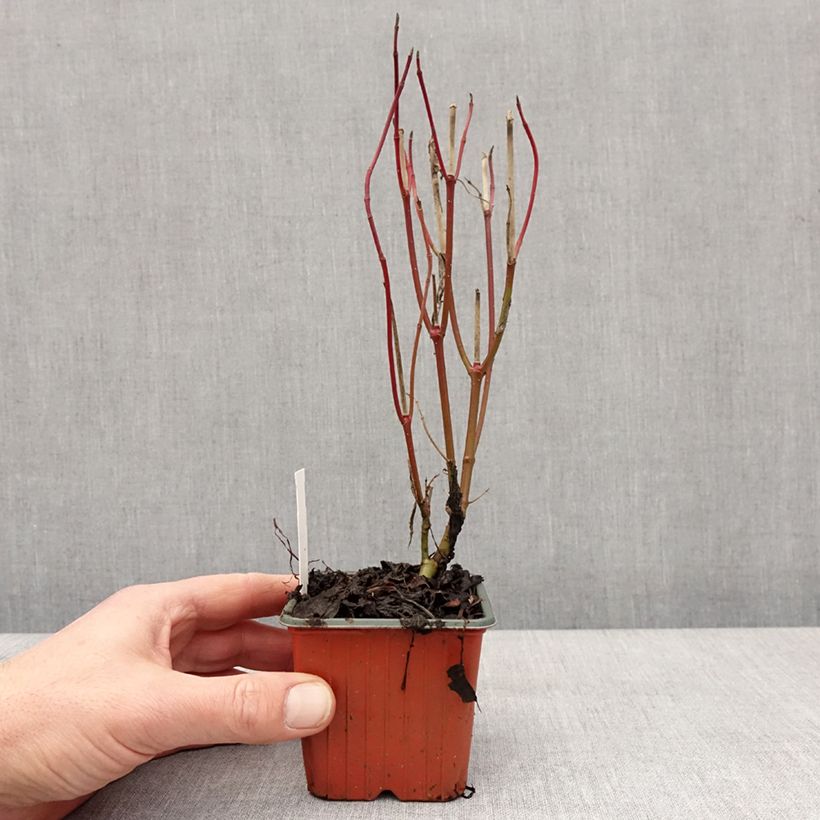 Cornus alba Elegantissima - White Dogwood 8/9 cm pot sample as delivered in winter