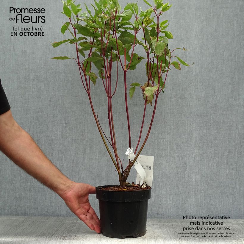 Cornus alba Gouchaultii - White Dogwood 3L/4L pot sample as delivered in autumn