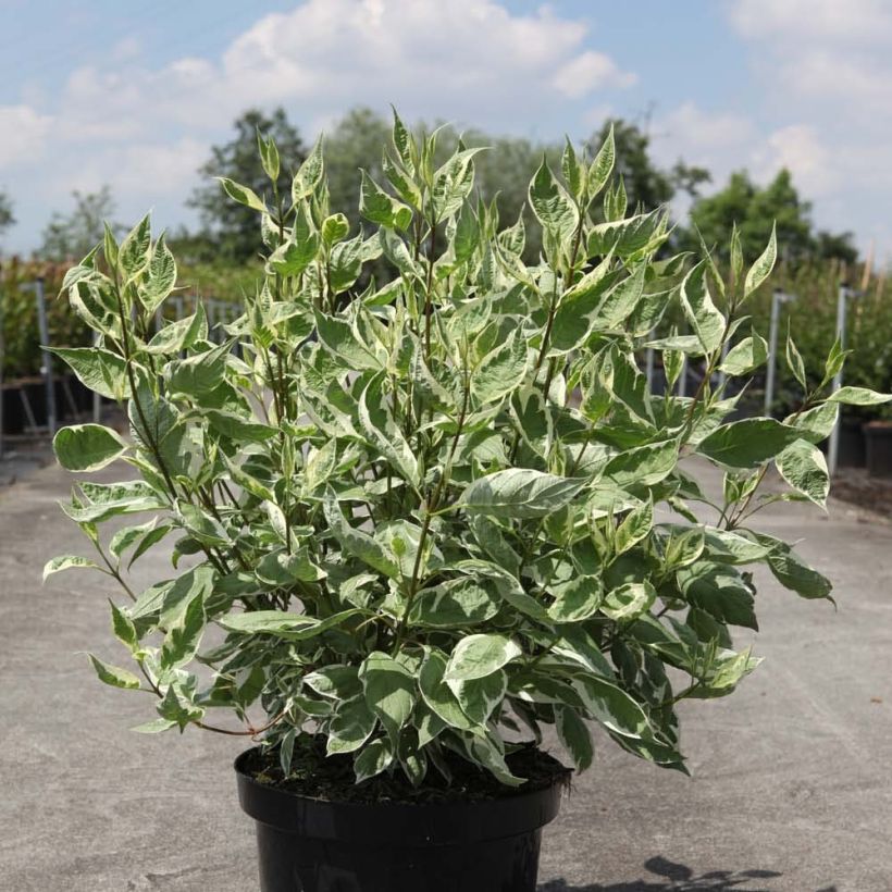 Cornus alba Ivory Halo - White Dogwood (Plant habit)