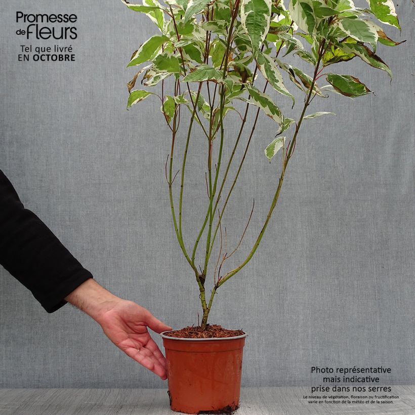 Cornus alba Ivory Halo - White Dogwood 3L/4L pot sample as delivered in autumn