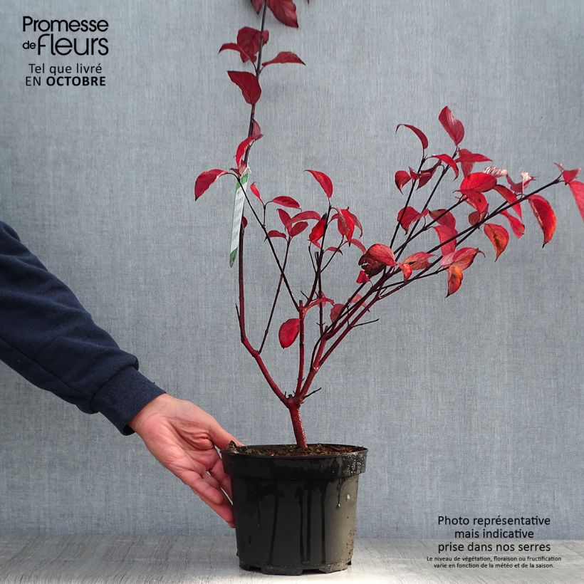 Cornus alba Kesselringii - White Dogwood 2L/3L pot sample as delivered in autumn