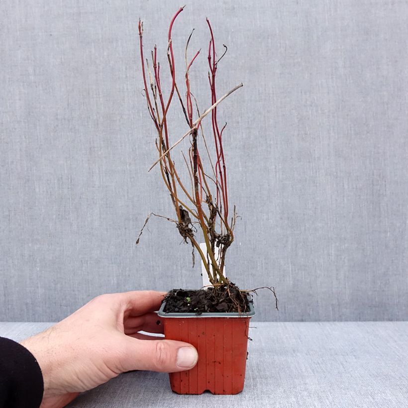 Cornus alba Neon Burst 8/9 cm pot sample as delivered in winter