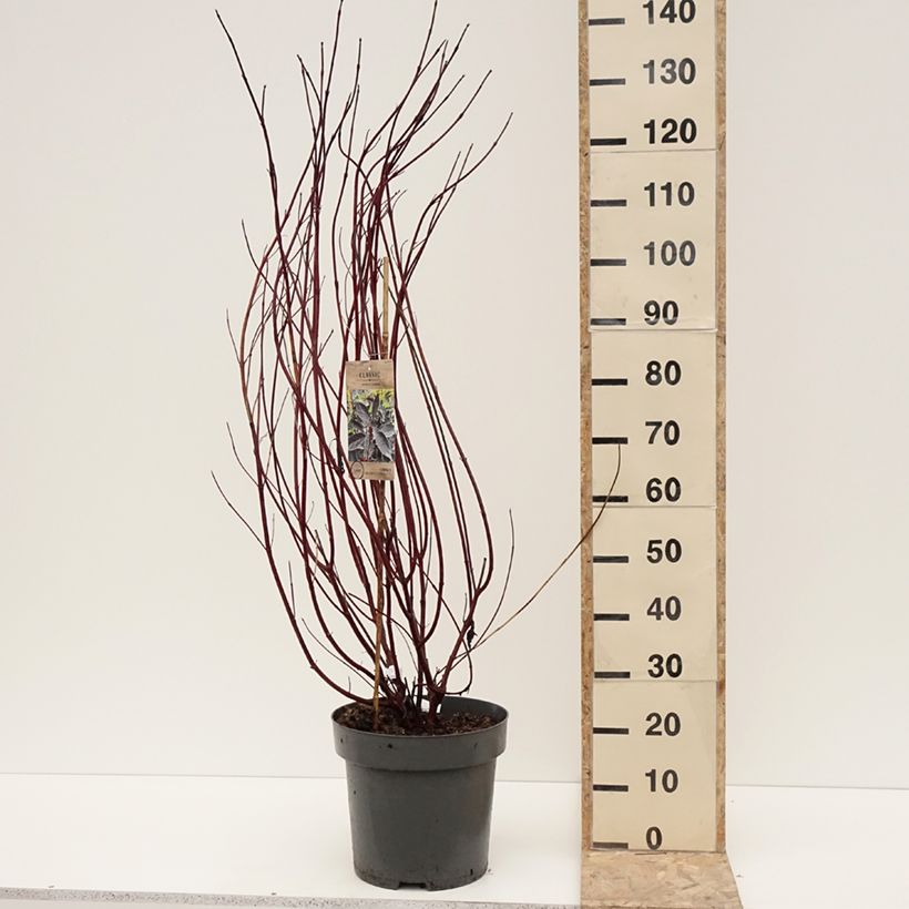 Cornus alba Nightfall - White Dogwood 7.5L/10L pot sample as delivered in winter