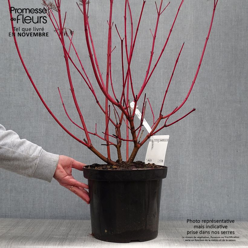 Cornus alba Siberian Pearls - White Dogwood 7.5L/10L pot sample as delivered in autumn