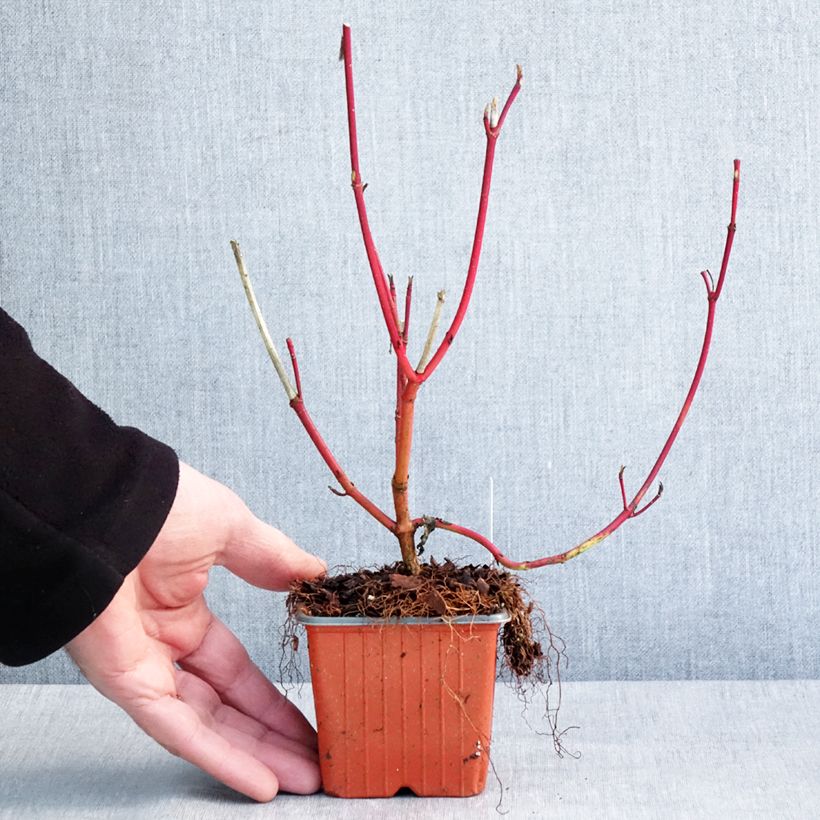 Cornus alba Sibirica - White Dogwood 8/9 cm pot sample as delivered in winter