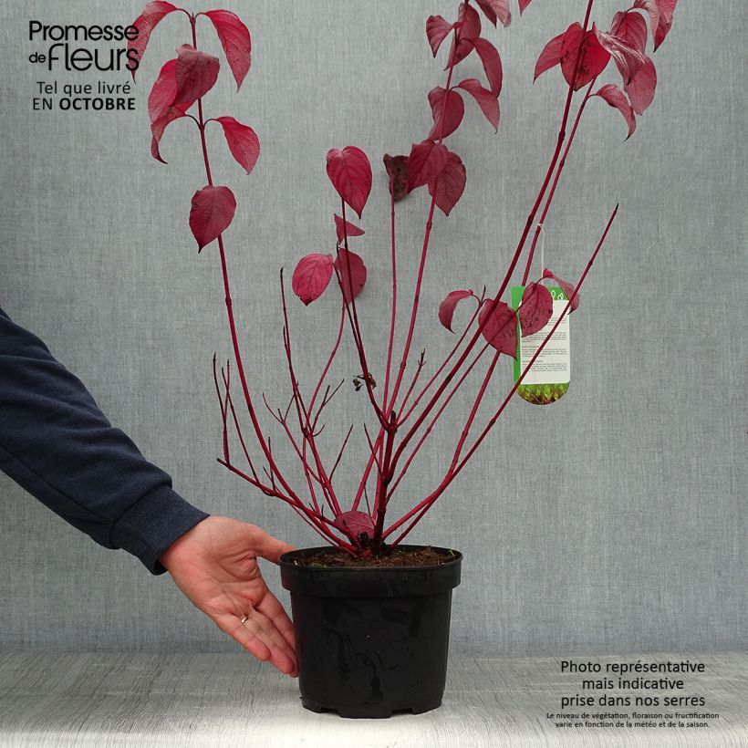 Cornus alba Sibirica - White Dogwood 2L/3L pot sample as delivered in autumn