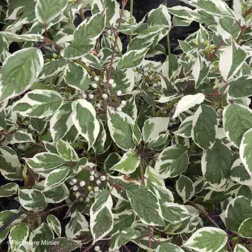 Cornus alba Sibirica Variegata - Variegated Dogwood (Foliage)
