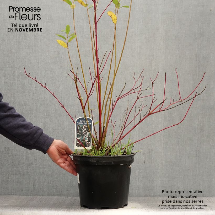 Cornus alba Sibirica Variegata - Variegated Dogwood 7.5L/10L pot sample as delivered in autumn
