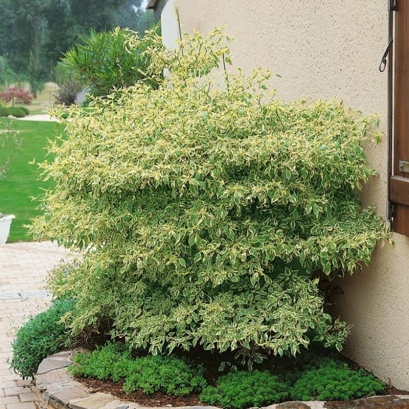 Cornus alternifolia Argentea - Pagoda Dogwood (Plant habit)