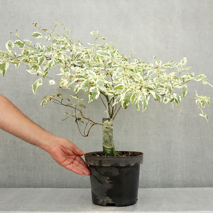Cornus alternifolia Argentea - Pagoda Dogwood 3L/4L pot sample as delivered in summer