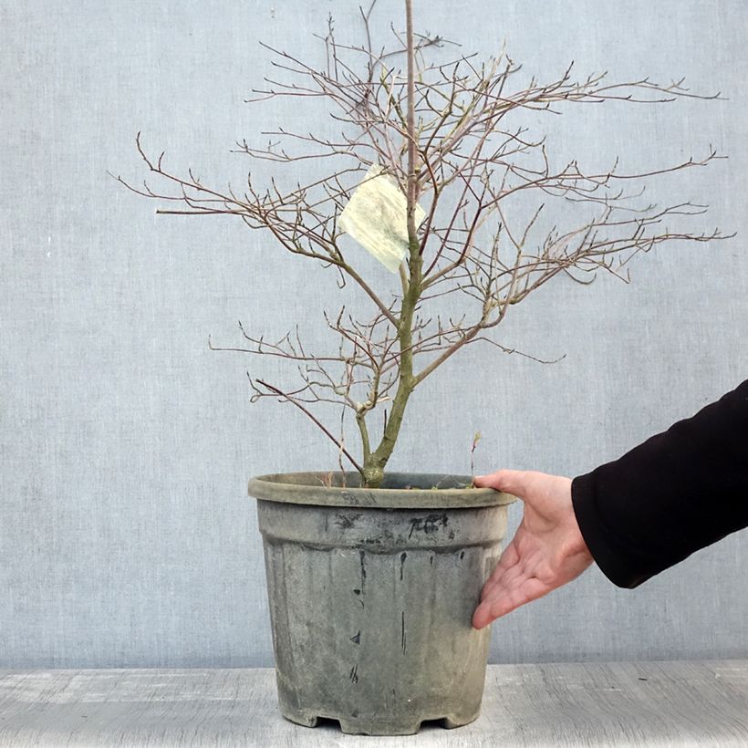 Cornus alternifolia Argentea - Pagoda Dogwood 7.5L/10L pot sample as delivered in autumn