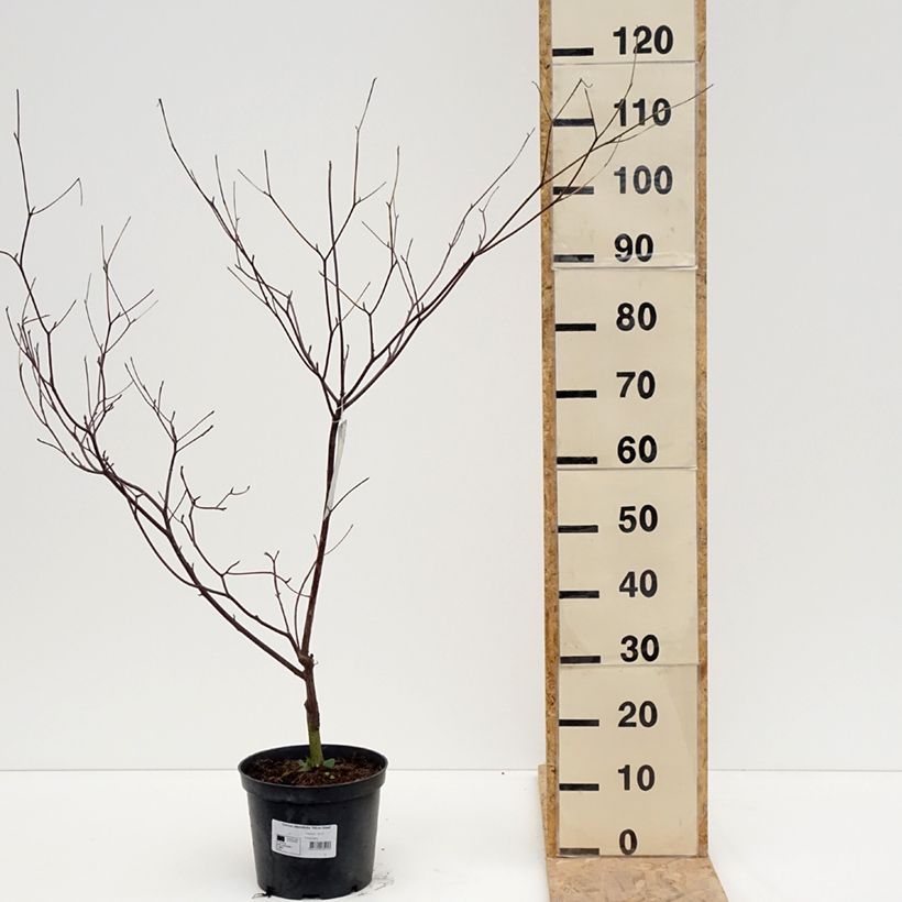 Cornus alternifolia Silver Giant - Pagoda Dogwood 4L/5L potShipped height around 60/80cm sample as delivered in spring
