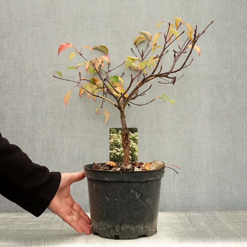 Cornus controversa Green Carpet - Giant Dogwood 4L/5L potShipped height around 40/60cm sample as delivered in autumn