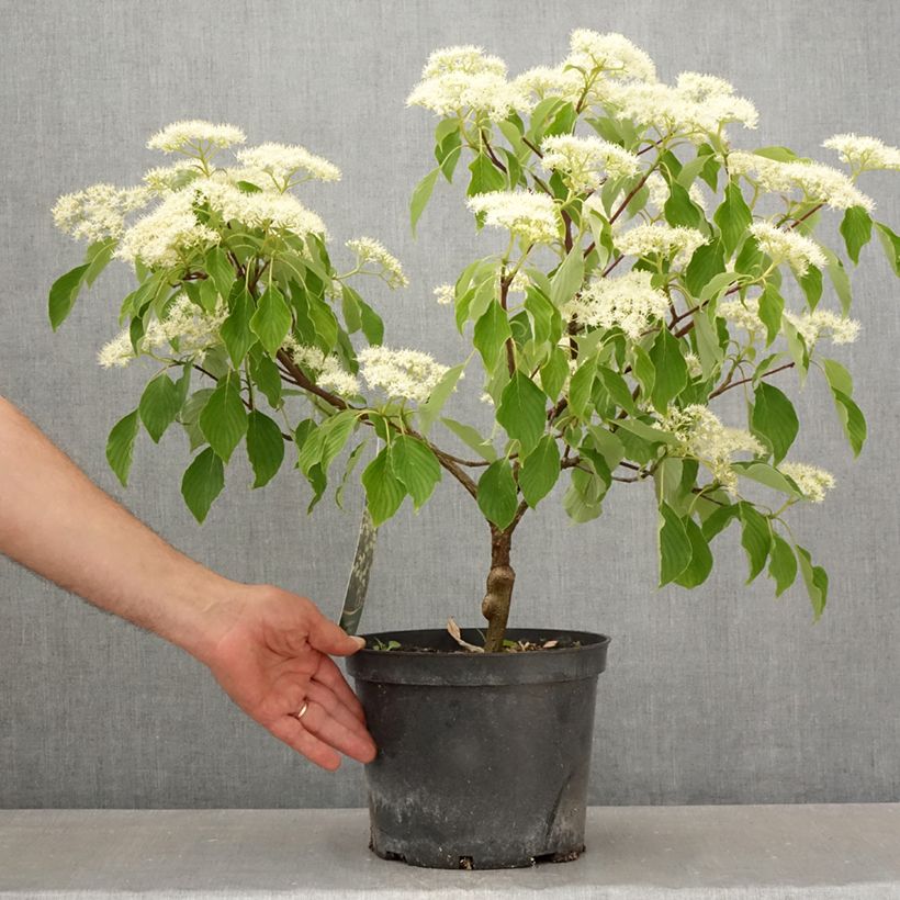 Cornus controversa Green Carpet - Giant Dogwood 4L/5L potShipped height around 40/60cm sample as delivered in spring