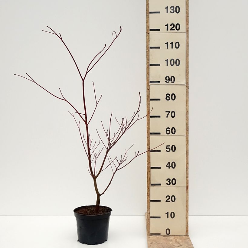 Cornus controversa Laska - Cornouiller des Pagodes - Pot de 4L/5L sample as delivered in winter