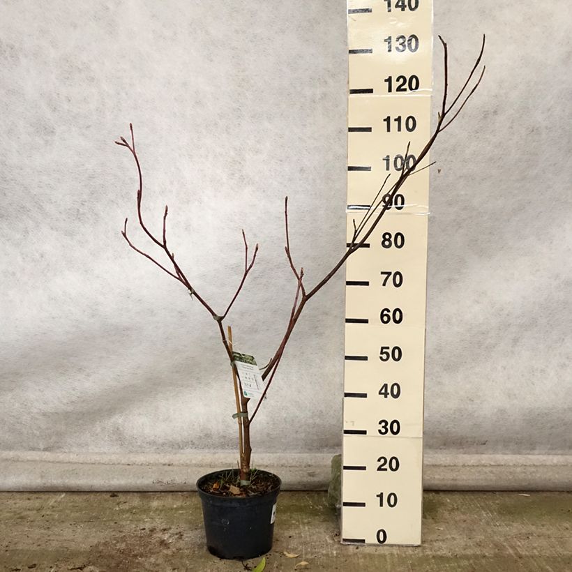 Cornus controversa Marginata Nord - Giant Dogwood 4L/5L potShipped height around 60/80cm sample as delivered in autumn