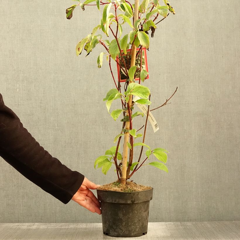 Cornus controversa Pagoda - Giant Dogwood 4L/5L pot sample as delivered in autumn