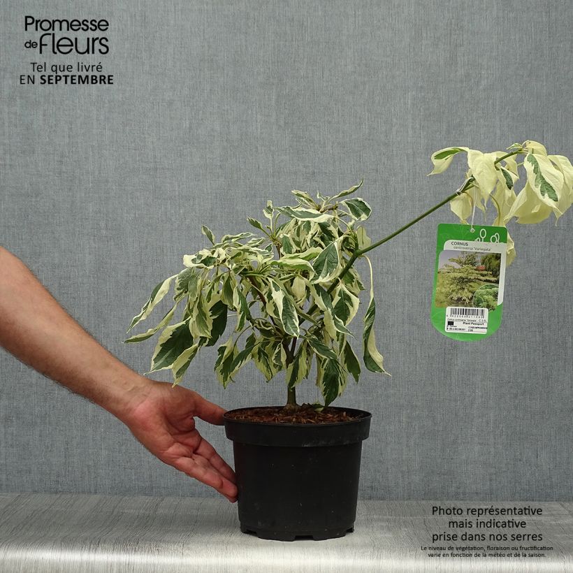 Cornus controversa Variegata - Giant Dogwood 4L/5L pot sample as delivered in autumn