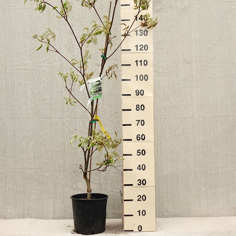 Cornus controversa Variegata - Giant Dogwood 7.5L/10L potShipped height around 100/120cm sample as delivered in spring