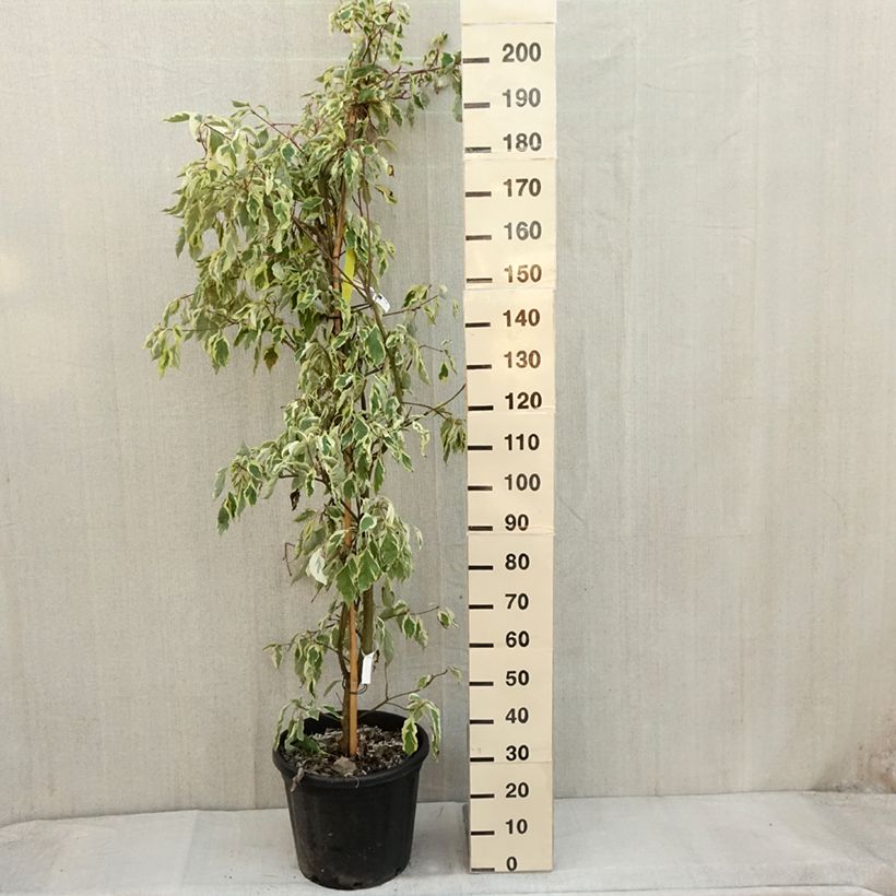 Cornus controversa Variegata - Giant Dogwood 30L/35L potShipped height around 125/150cm sample as delivered in autumn