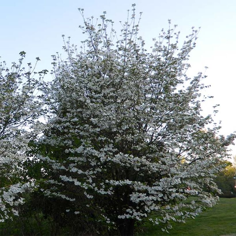 Cornus florida Cloud Nine - Flowering Dogwood (Plant habit)