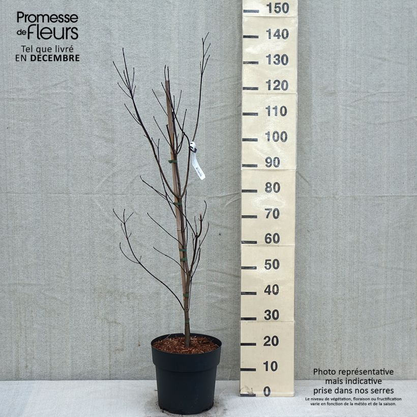 Flowering Dogwood - Cornus florida 7.5L/10L pot sample as delivered in autumn