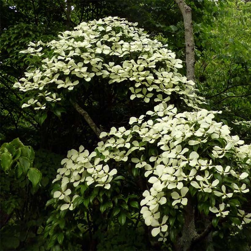 Cornus hongkongensis - Hong Kong Dogwood (Plant habit)