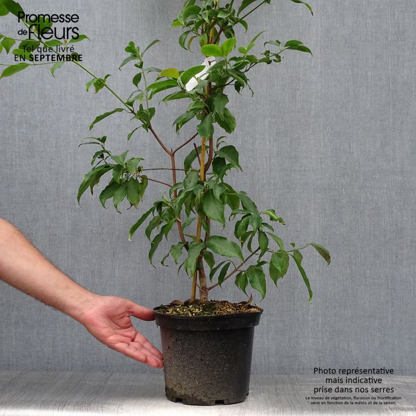 Cornus hongkongensis - Hong Kong Dogwood 2L/3L pot sample as delivered in autumn