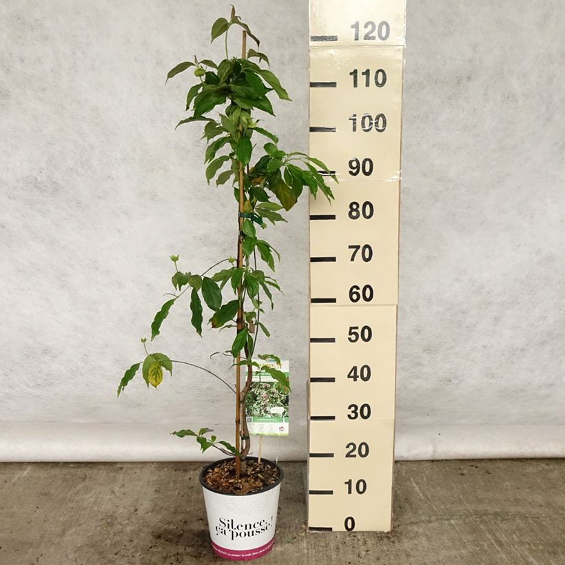 Cornus hongkongensis Parc de Haute Bretagne - Hong Kong Dogwood 4L/5L potShipped height around 90/100cmcm sample as delivered in spring