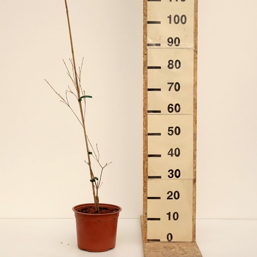 Cornus kousa Beni-fuji - Kousa Dogwood 4L/5L potShipped height around 40/60cm sample as delivered in winter