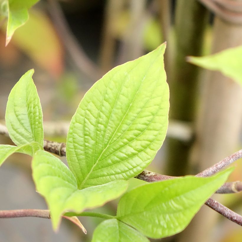 Cornus Blooming Merry Tetra - Flowering Dogwood (Foliage)