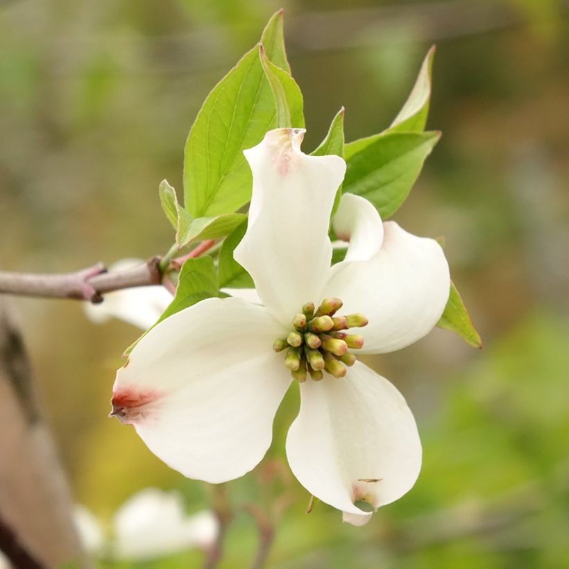 Cornus Blooming Merry Tetra - Flowering Dogwood (Flowering)